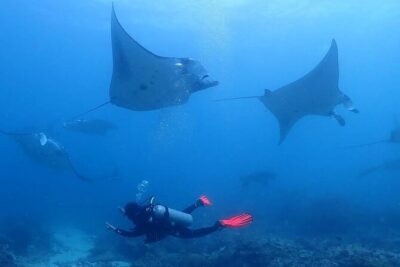 Scuba Diving In Nusa Penida - Nusa Penida’s Marine Targets: Manta Rays and Mola Mola