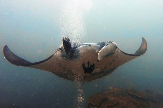 Scuba Diving in Nusa Penida Island and Manta Point - The Bali-to-Nusa Penida day plan (Sanur, speed boat timing, and why it feels long)
