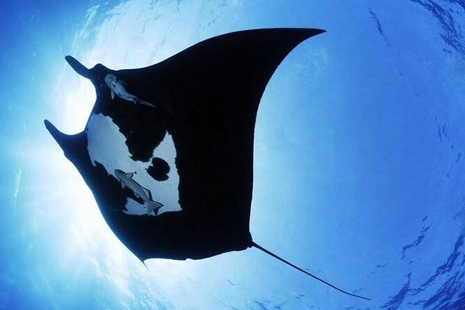 Scuba Diving in Nusa Penida Island and Manta Point - Price and value: what you’re really paying for