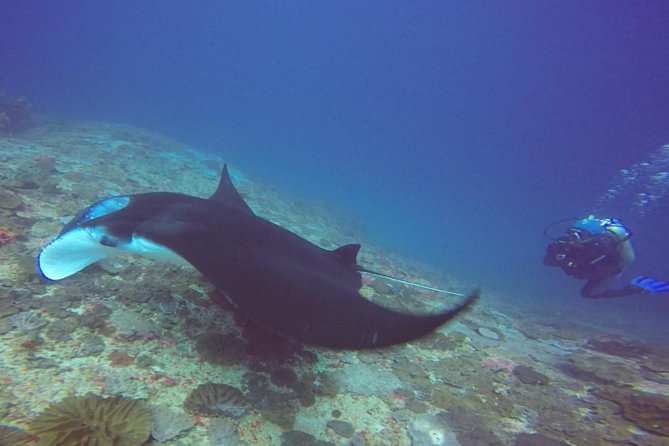 Scuba Diving in Nusa Penida - Manta Point - From your hotel in Bali to the Neptune shop in Sanur
