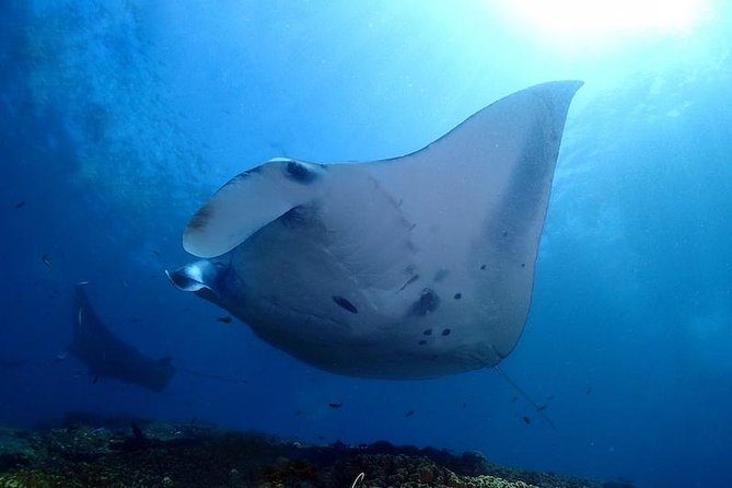 Scuba Diving in Nusa Penida - Manta Point - How the underwater sessions are paced (2 vs 3 sessions)