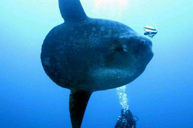 Scuba Diving in Nusa Penida - Manta Point - Stop 2: Nusa Penida, then the island route into open water