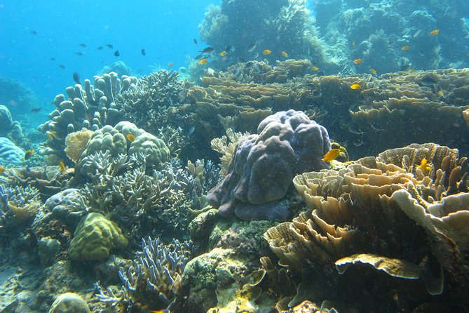 Scuba diving in PADANG BAY BALI - Padang Bay is a practical Bali stop.