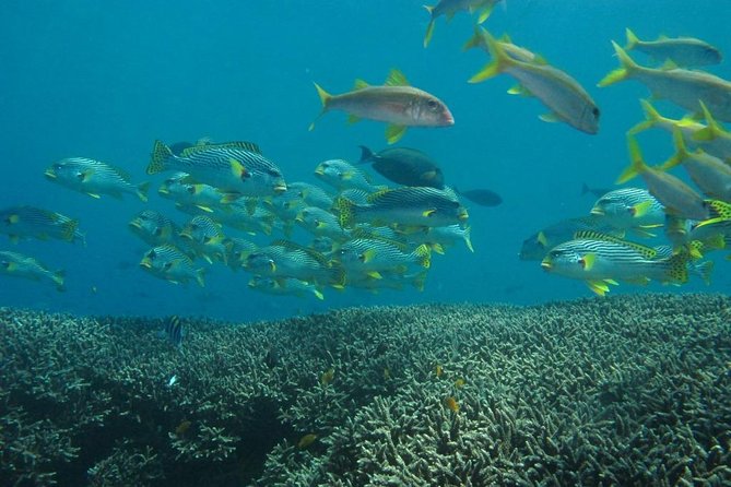 Scuba diving in PADANG BAY BALI - What you must have ready before you go (certification + health)