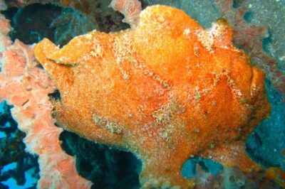 Scuba diving in PADANG BAY BALI - The day in order: 7:00 am pickup, Padang Bay rides, lunch, and return