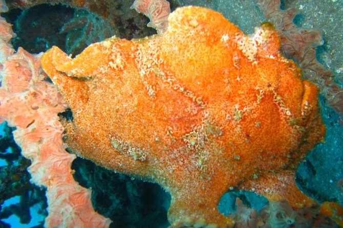 Scuba diving in PADANG BAY BALI - The day in order: 7:00 am pickup, Padang Bay rides, lunch, and return