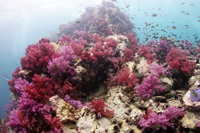 Scuba Diving in Phuket – Full-Day Trip (3 Dives, All Included) - Racha Islands and Phuket Marine Park: two stops, two flavors of sea life