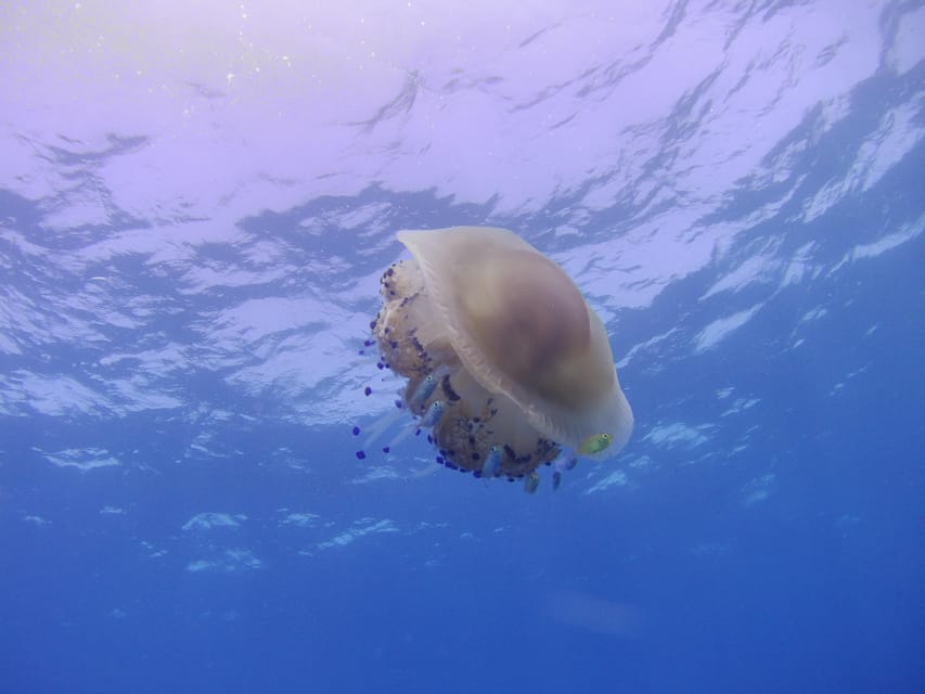 Scuba Diving in the Volcanic Caldera/shorelines of Santorini - Price and Value: Is $147 Worth It?