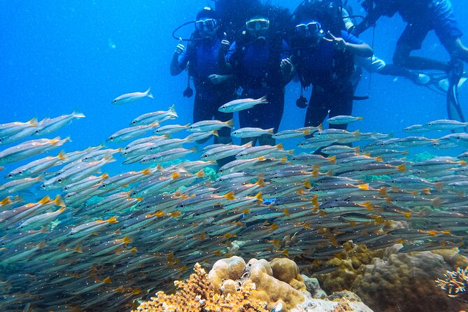 Scuba Diving in Tribe Gate - Tribe Gate on Havelock: why this 2.5-hour plan is a good first try