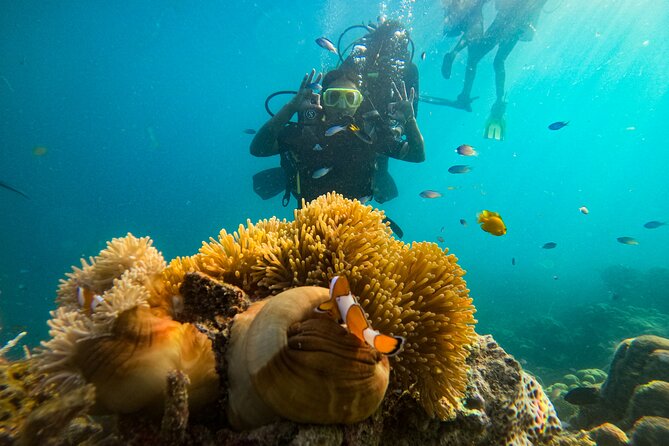 Scuba Diving in Tribe Gate - Coral, fish, and clear-water moments worth slowing down for