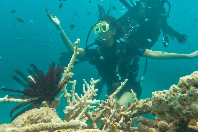Scuba Diving in Tribe Gate - Instructors who make beginners comfortable (and handle safety well)