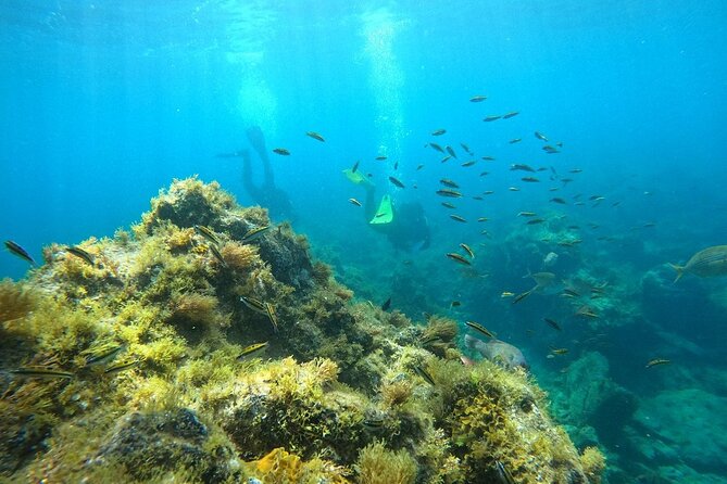 Scuba Diving in Turtle and Ray Area - Key things to know before you go