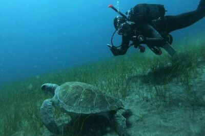 Scuba Diving in Turtle and Ray Area - What You’re Likely To See: Sting and Butterfly Rays, Sea Turtles, and Angel Sharks