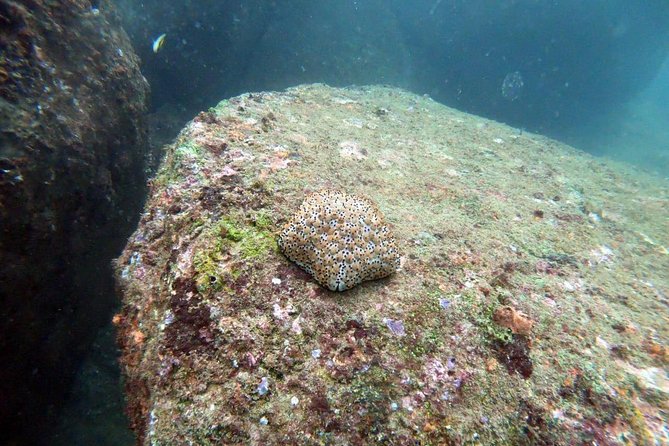 Scuba Diving in Unawatuna - The instructor support that makes a first scuba session feel manageable
