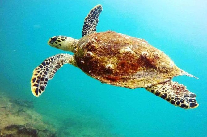 Scuba Diving in Unawatuna - Price and what $65 really buys you