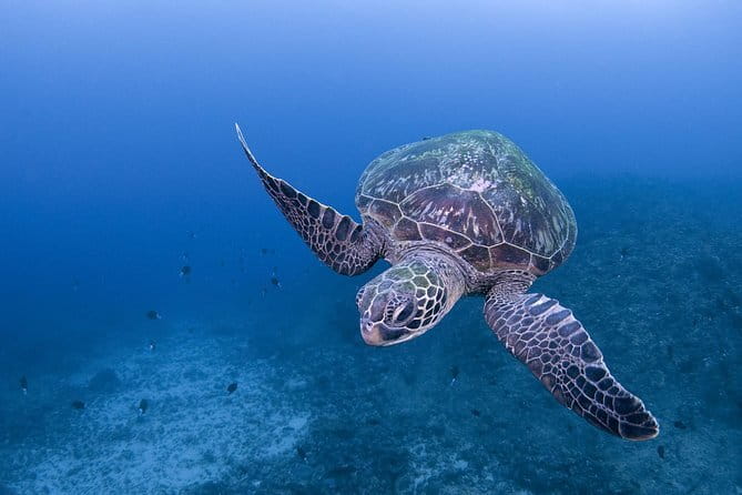Scuba diving in Yakushima! (Guided Fun Diving for Licensed Guests) - Key things that make this day special