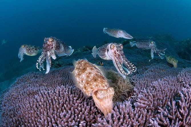 Scuba diving in Yakushima! (Guided Fun Diving for Licensed Guests) - Yakushima’s Isso area: why the “close to shore” setup matters