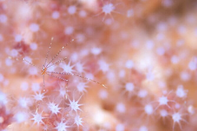 Scuba diving in Yakushima! (Guided Fun Diving for Licensed Guests) - Getting in the water: boat setup, entry points, and calmer sites