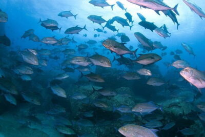 Scuba diving in Yakushima! (Guided Fun Diving for Licensed Guests) - How the 5-hour schedule actually feels in real life
