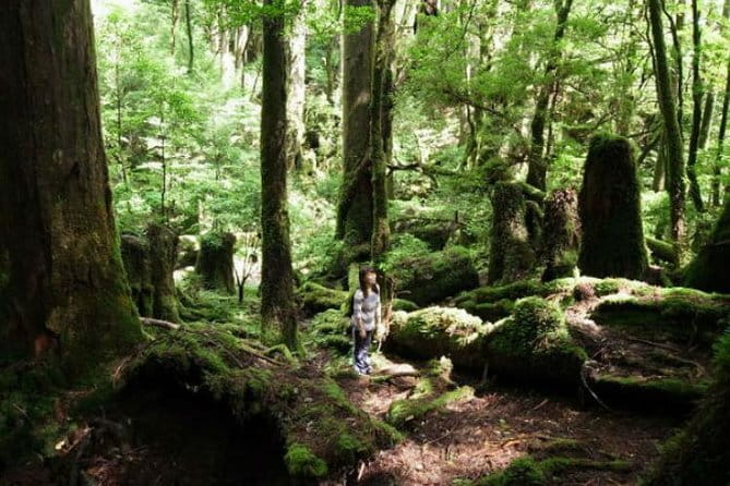 Scuba diving in Yakushima! (Guided Fun Diving for Licensed Guests) - What you’re likely to see around Isso (and why turtles are a maybe)