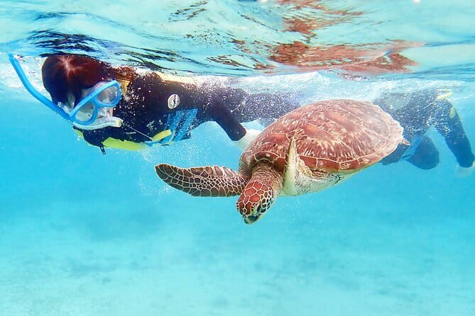 Scuba diving in Yakushima! (Guided Fun Diving for Licensed Guests) - Price and value: what you’re paying for, and what you’re not