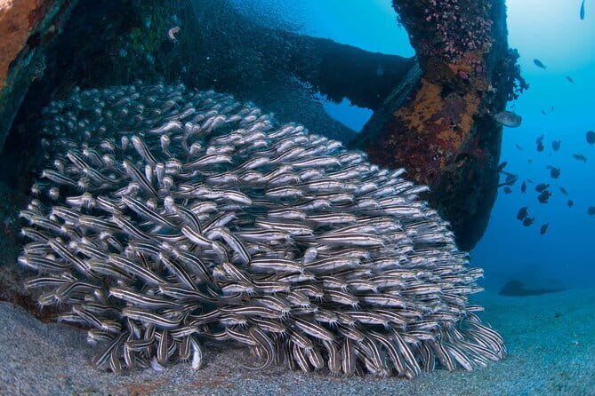 Scuba diving in Yakushima! (Guided Fun Diving for Licensed Guests) - Who this fits best (and who should think twice)