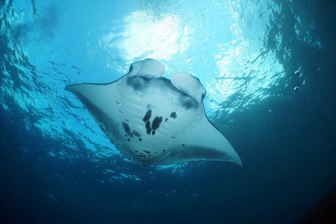 Scuba Diving Nusa Penida Manta Point 3 dives for certified divers - First underwater session: Nusa Penida and the Manta Point bet