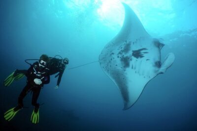 Scuba Diving Nusa Penida Manta Point 3 dives for certified divers - Price and value: what $233 buys (and what might cost more)