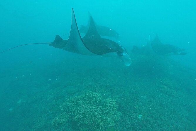 Scuba Diving Nusa Penida Manta Point 3 dives for certified divers - Second underwater session: Crystal Bay vs Nusa Lembongan (and why it may change)