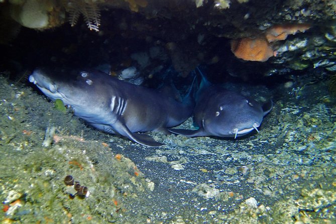 Scuba Diving Nusa Penida Manta Point 3 dives for certified divers - Safety, equipment, and the PADI medical form you must complete