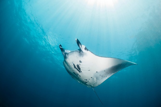 Scuba Diving Nusa Penida Manta Point 3 dives for certified divers - What I’d notice in the reviews: organization, communication, and named guides