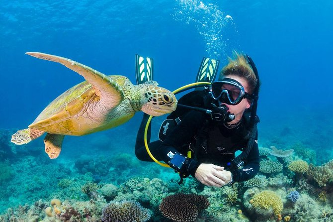 Scuba Diving on Catalina Island | 2 tanks, 2 spots - Catalina Island Scuba Day Setup in Punta Cana
