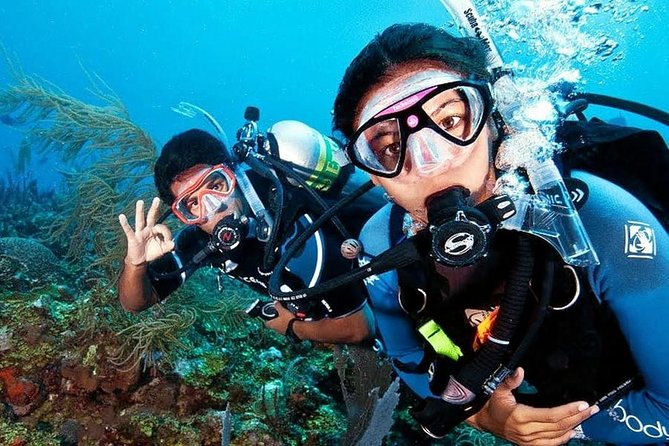 Scuba Diving on Catalina Island | 2 tanks, 2 spots - First Underwater Session: What The Aquarium Is Like at 3–6 Meters