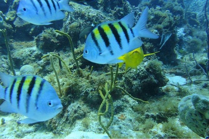 Scuba Diving on Catalina Island | 2 tanks, 2 spots - Beach Time on Catalina Island: Lunch, Loungers, and a Swim Break
