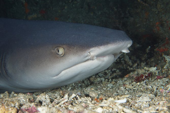 Scuba Diving Padangbai Shark Point 2 dives for certified divers - Key things that make this Padangbai trip worth your day