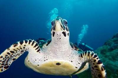 Scuba Diving Padangbai Shark Point 2 dives for certified divers - Pelabuhan Fast Boat Padang Bai: where the day starts moving