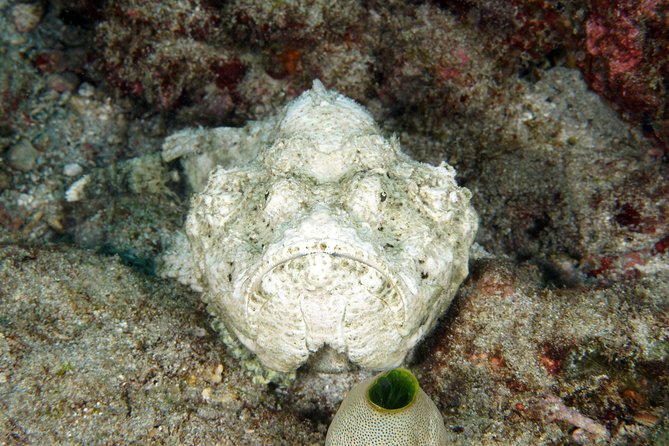 Scuba Diving Padangbai Shark Point 2 dives for certified divers - Wildlife variety isn’t accidental here