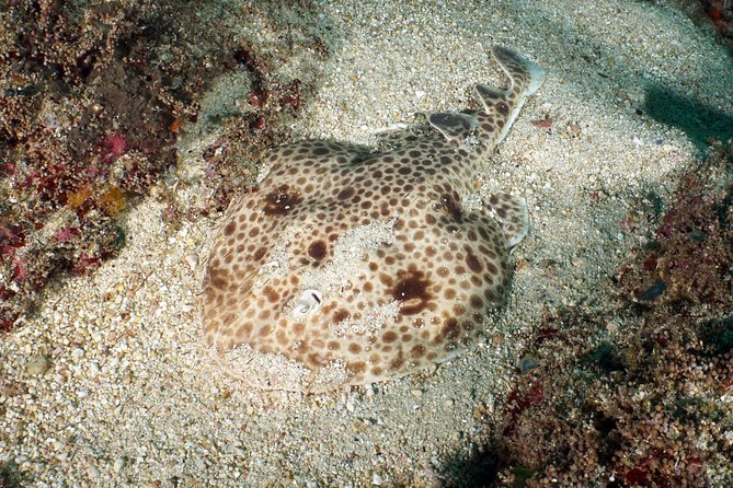 Scuba Diving Padangbai Shark Point 2 dives for certified divers - What’s included (and where costs might surprise you)