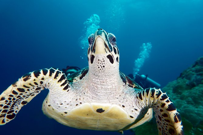 Scuba Diving Padangbai Shark Point 2 dives for certified divers - Pelabuhan Fast Boat Padang Bai: where the day starts moving