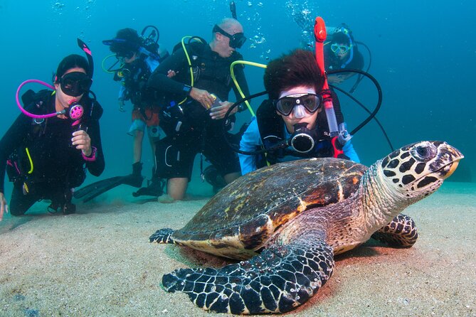 Scuba Diving Puerto Vallarta Undersea Arcos or Marietas - Puerto Vallarta’s two-stop underwater plan