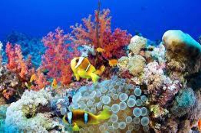 Scuba Diving Sea Trip with Lunch and Transfer from Hurghada - Who This Intro Scuba Sea Trip Fits Best
