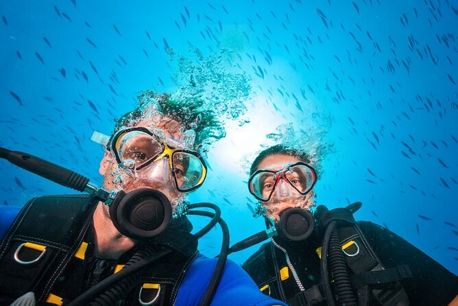 Scuba Diving to Dimaniyat Islands Muscat Oman - Wildlife checklist: turtles, moray eels, rays, sharks, and whale sharks