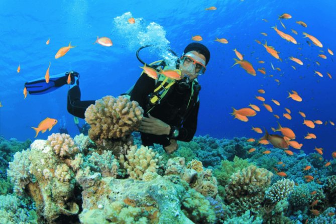 Scuba Diving Tour - Key highlights at a glance