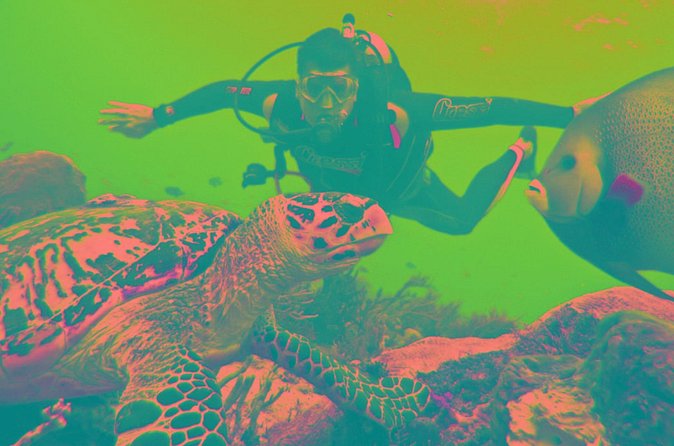 Scuba Diving Tour - Who this Antalya sea day is best for (and who should think twice)