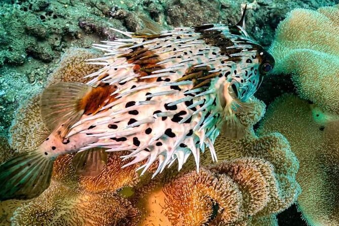 Scuba Diving Tour in Cham Island for certified divers or Beginners - Bai Chong Beach lunch and island downtime: the break you’ll be glad you planned