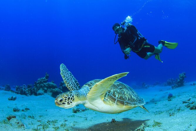 Scuba Diving Tour - Two water sessions, with coaching that helps first-timers feel at ease