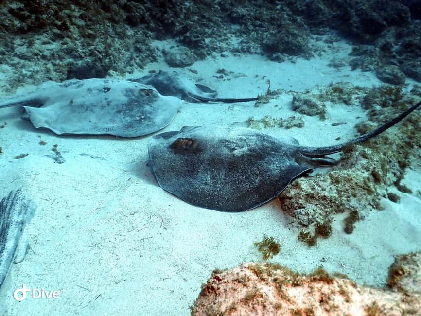 Scuba Diving trips for Certified Divers in Tenerife - Speedboat to the Underwater Sites: Short Ride, Real Payoff