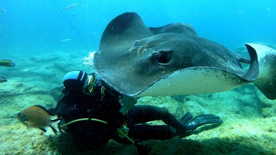 Scuba Diving trips for Certified Divers in Tenerife - Who This Trip Suits Best (and Who Should Skip It)