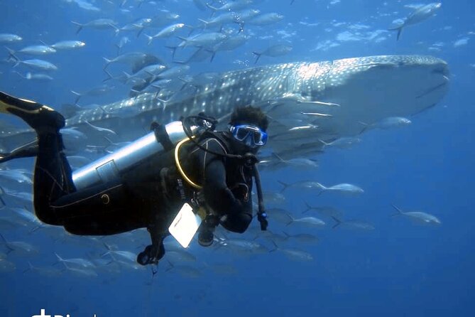 Scuba Diving Trips to Dimaniyat Islands - Key Things That Make This Daymaniyat Trip Worth It