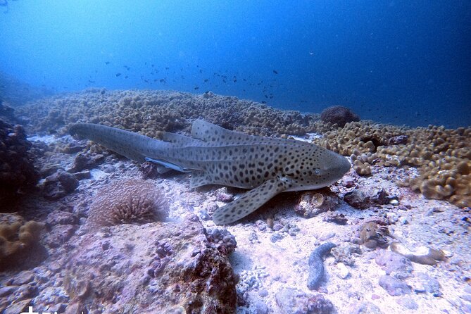 Scuba Diving Trips to Dimaniyat Islands - Daymaniyat Islands: Why This Area Gets So Much Attention